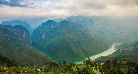 Trà cổ thụ? Trà trung du? Khác nhau như thế nào?