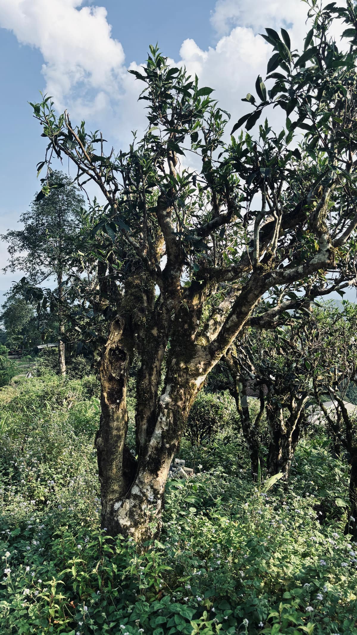 Hoàng Long tea landscape and craft